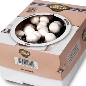 Mushroom Boxes